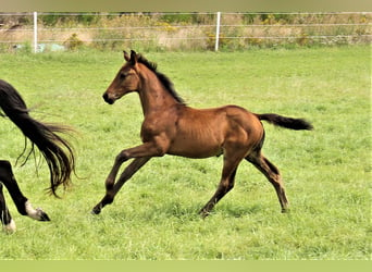 Oldenburgare, Hingst, 1 år, Rökfärgad svart