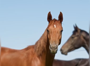 Oldenburgare, Hingst, 2 år, 168 cm, fux