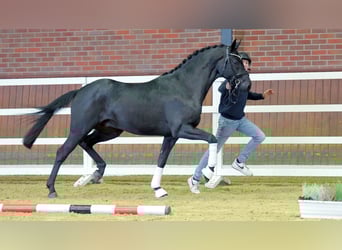 Oldenburgare, Hingst, 2 år, 170 cm, Svart