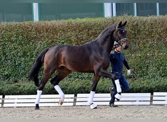 Oldenburgare, Hingst, 2 år, Brun