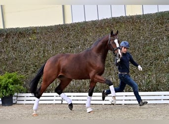 Oldenburgare, Hingst, 2 år, Brun