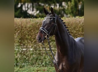 Oldenburgare, Hingst, 2 år, Mörkbrun