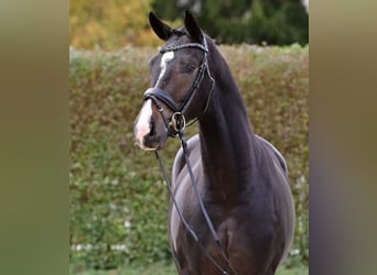 Oldenburgare, Hingst, 2 år, Mörkbrun