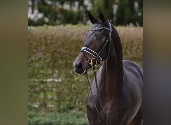 Oldenburgare, Hingst, 2 år, Mörkbrun