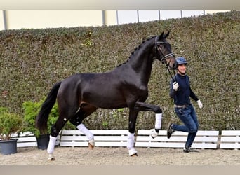 Oldenburgare, Hingst, 2 år, Mörkbrun