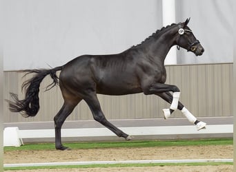 Oldenburgare, Hingst, 2 år, Rökfärgad svart