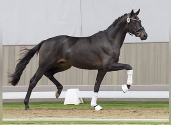 Oldenburgare, Hingst, 2 år, Rökfärgad svart