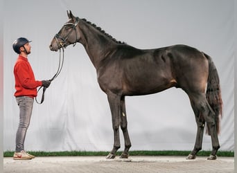 Oldenburgare, Hingst, 2 år, Rökfärgad svart