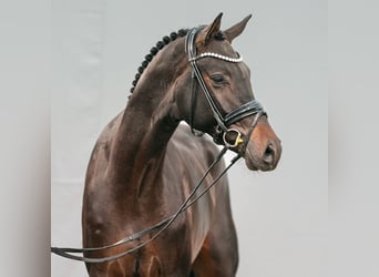 Oldenburgare, Hingst, 2 år, Rökfärgad svart