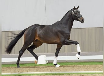 Oldenburgare, Hingst, 2 år, Rökfärgad svart