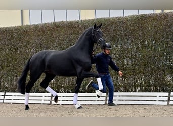 Oldenburgare, Hingst, 2 år, Svart