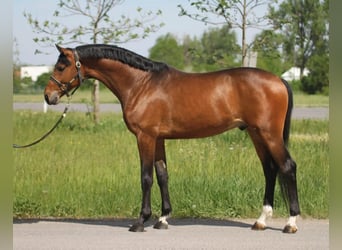 Oldenburgare, Hingst, 3 år