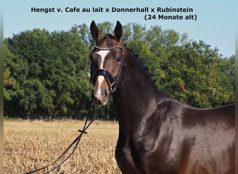 Oldenburgare, Hingst, 4 år, 172 cm, Rökfärgad svart