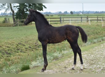 Oldenburgare, Hingst, Föl (05/2024), 165 cm, Mörkbrun