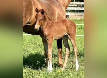 Oldenburgare, Hingst, Föl (04/2024), 167 cm, Fux