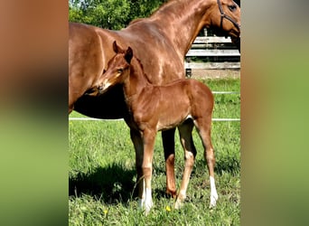 Oldenburgare, Hingst, Föl (04/2024), 167 cm, Fux