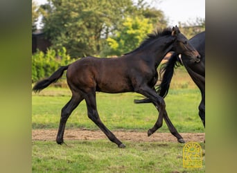 Oldenburgare, Hingst, Föl (04/2024), 170 cm, Brun