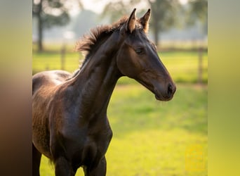 Oldenburgare, Hingst, Föl (04/2024), 170 cm, Brun