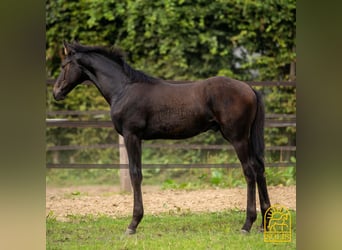 Oldenburgare, Hingst, Föl (04/2024), 170 cm, Brun