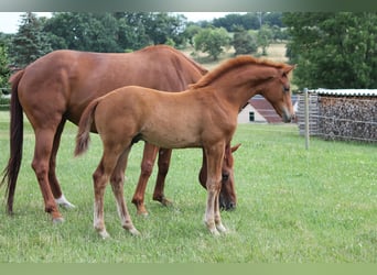 Oldenburgare, Hingst, Föl (04/2023), 170 cm, fux