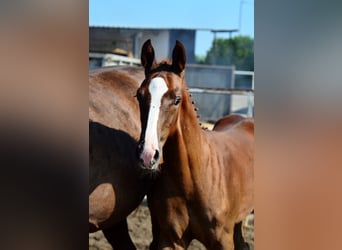 Oldenburgare, Hingst, Föl (05/2024), 170 cm, fux