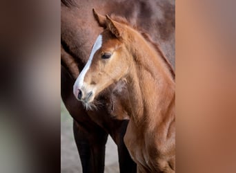 Oldenburgare, Hingst, Föl (05/2024), 170 cm, fux