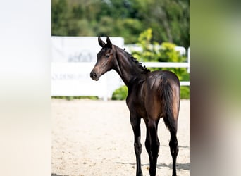 Oldenburgare, Hingst, Föl (04/2024), 170 cm, Rökfärgad svart