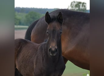 Oldenburgare, Hingst, Föl (04/2024), 170 cm, Rökfärgad svart