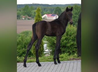 Oldenburgare, Hingst, Föl (04/2024), 170 cm, Rökfärgad svart