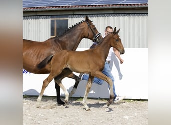 Oldenburgare, Hingst, Föl (04/2024), 171 cm, Brun