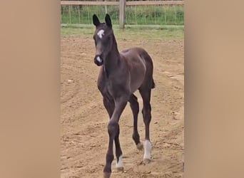 Oldenburgare, Hingst, Föl (05/2024), 172 cm, Svart