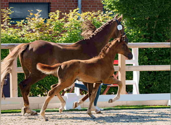 Oldenburgare, Hingst, Föl (01/2024), 173 cm, Fux