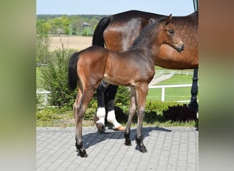 Oldenburgare, Hingst, Föl (03/2024), 173 cm, Mörkbrun