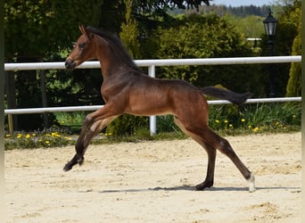 Oldenburgare, Hingst, Föl (03/2024), 173 cm, Mörkbrun