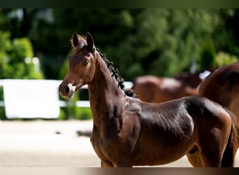 Oldenburgare, Hingst, Föl (03/2024), 173 cm, Mörkbrun