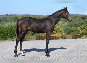 Oldenburgare, Hingst, Föl (03/2024), 173 cm, Mörkbrun