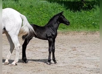 Oldenburgare, Hingst, Föl (05/2024), 173 cm, Svart