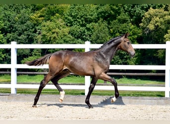 Oldenburgare, Hingst, Föl (02/2024), Brun