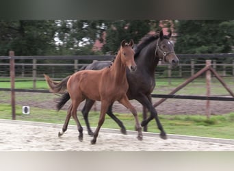 Oldenburgare, Hingst, Föl (03/2023), Brun