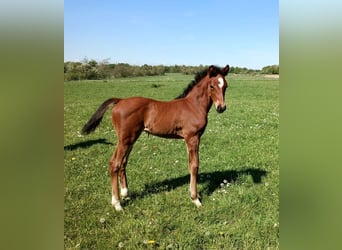 Oldenburgare, Hingst, Föl (04/2024), Brun