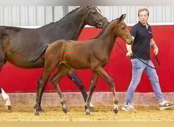 Oldenburgare, Hingst, Föl (06/2023), Brun