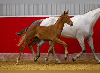 Oldenburgare, Hingst, Föl (05/2023), Brun