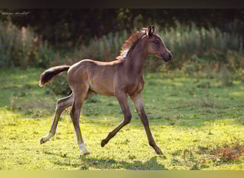 Oldenburgare, Hingst, Föl (06/2023)