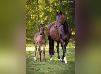 Oldenburgare, Hingst, Föl (06/2023)