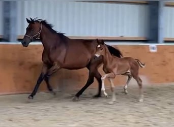 Oldenburgare, Hingst, Föl (06/2024), fux