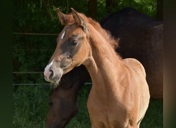 Oldenburgare, Hingst, Föl (04/2024), Fux