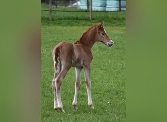 Oldenburgare, Hingst, Föl (04/2024), Fux