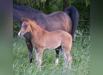 Oldenburgare, Hingst, Föl (04/2024), Fux