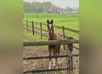 Oldenburgare, Hingst, Föl (07/2024), Fux