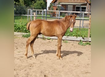 Oldenburgare, Hingst, Föl (04/2024), Fux